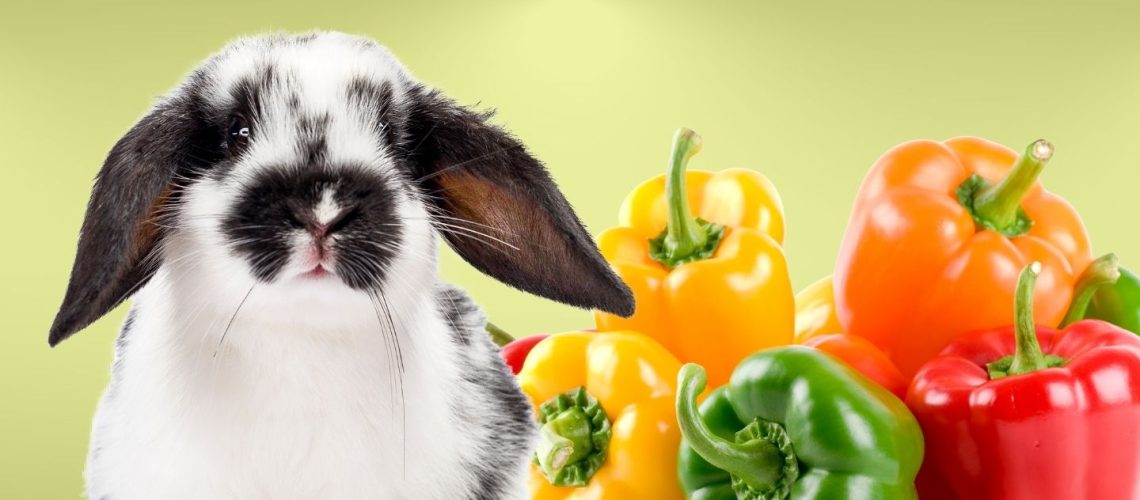 Can Rabbits Eat bell peppers?