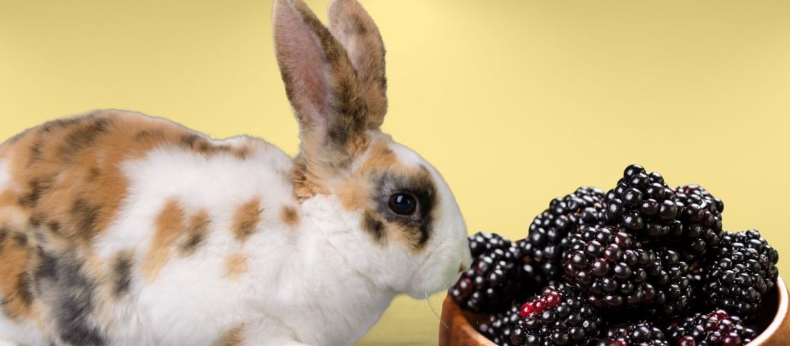 Can Rabbits Eat blackberries?