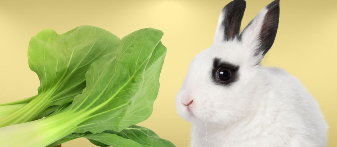 Can Rabbits Eat bok choy?