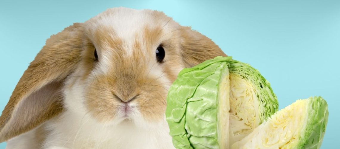 Can Rabbits Eat cabbage?