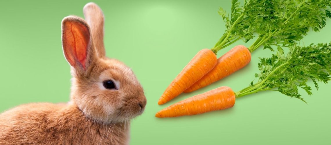Can Rabbits Eat carrots?