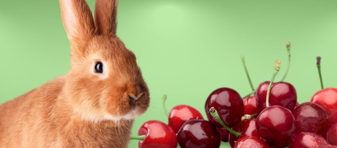 Can Rabbits Eat cherries?