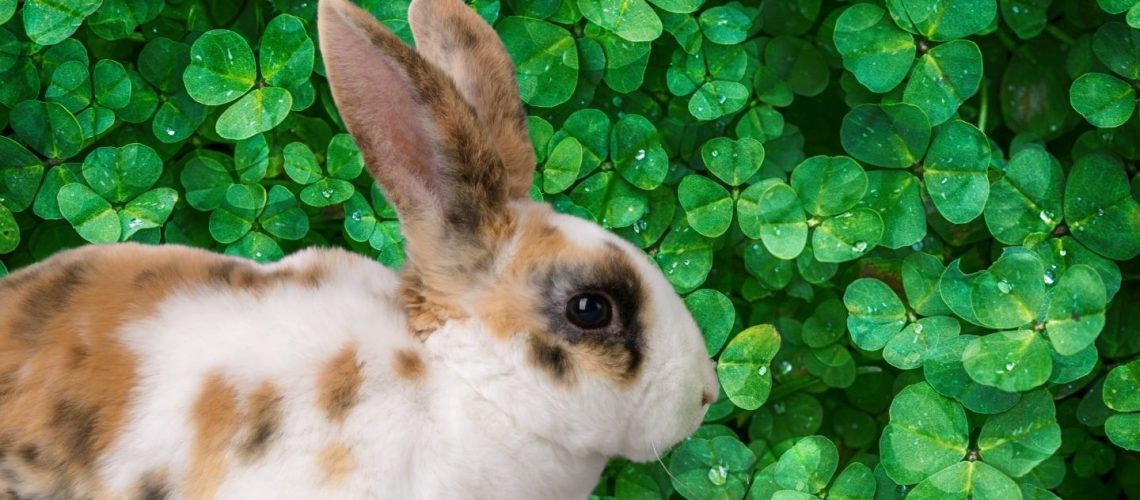 Can Rabbits Eat clover?