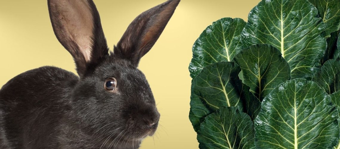 Can Rabbits Eat collard greens?