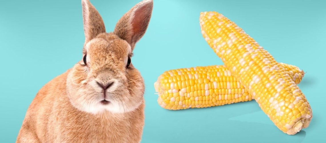 Can Rabbits Eat corn on the cob?