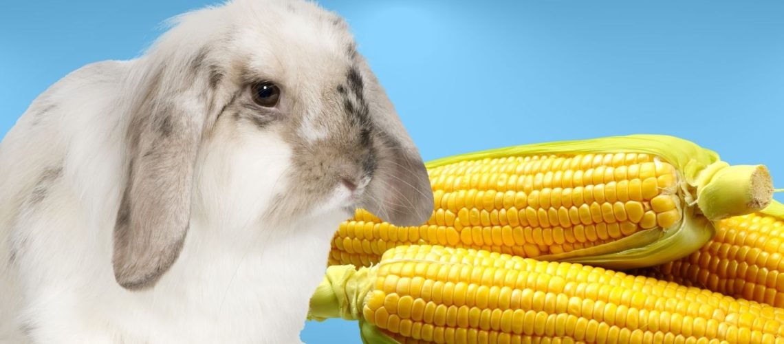 Can Rabbits Eat corn?