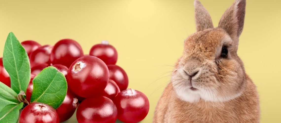 Can Rabbits Eat cranberries?
