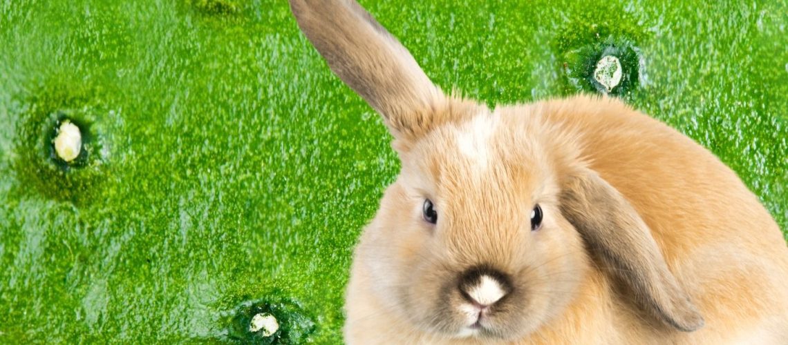 Can Rabbits Eat cucumber skin?