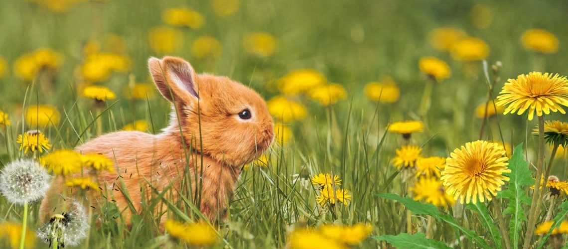 Can Rabbits Eat dandelions?