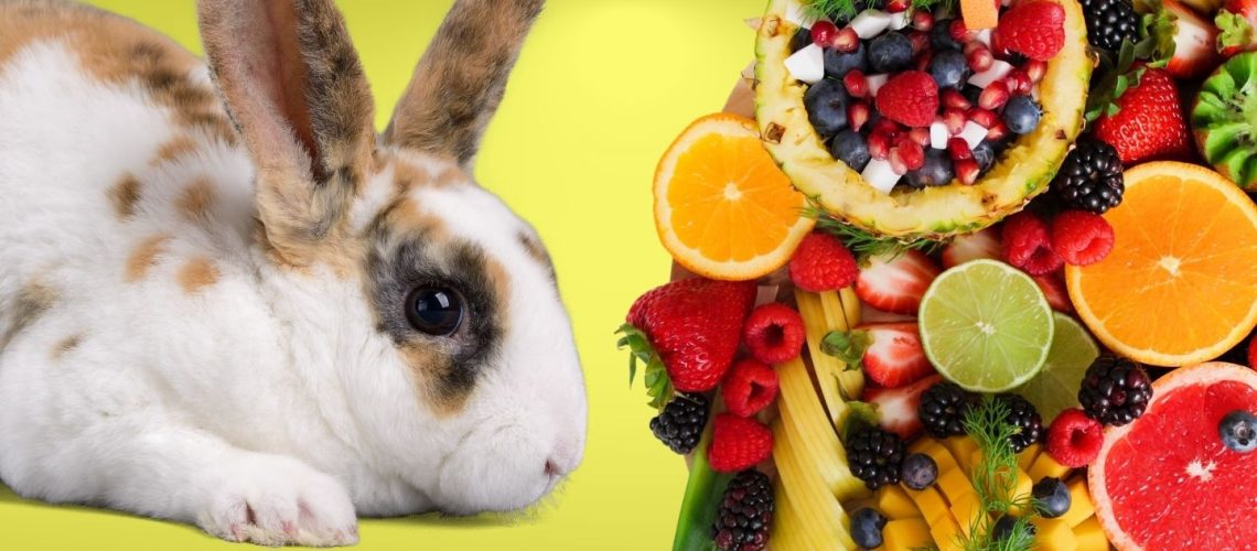 Can Rabbits Eat fruit?