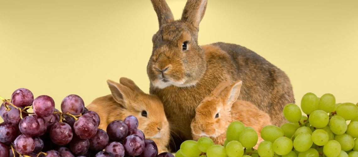 Can Rabbits Eat grapes?