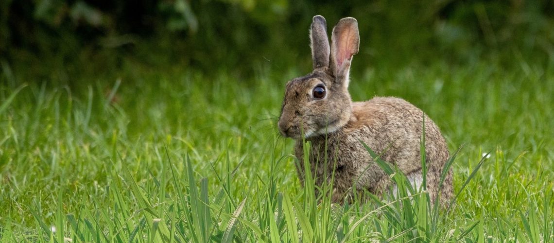 Can Rabbits Eat grass?