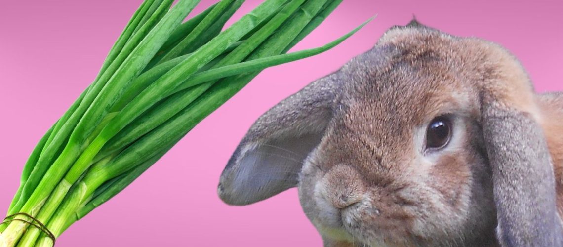 Can Rabbits Eat green onions?