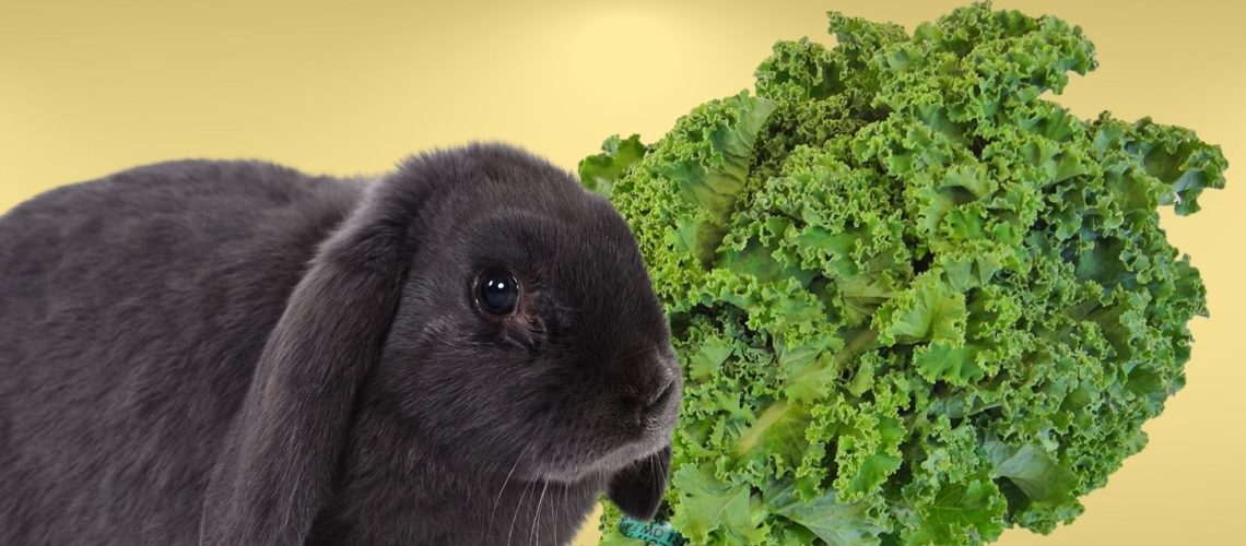 Can Rabbits Eat kale?