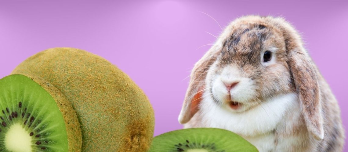 Can Rabbits Eat kiwi?