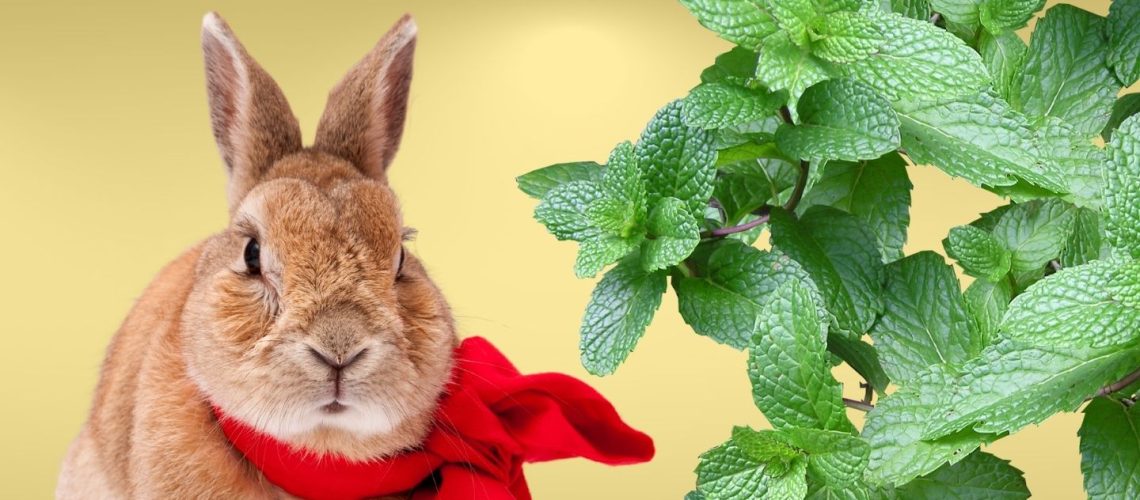 Can Rabbits Eat mint?