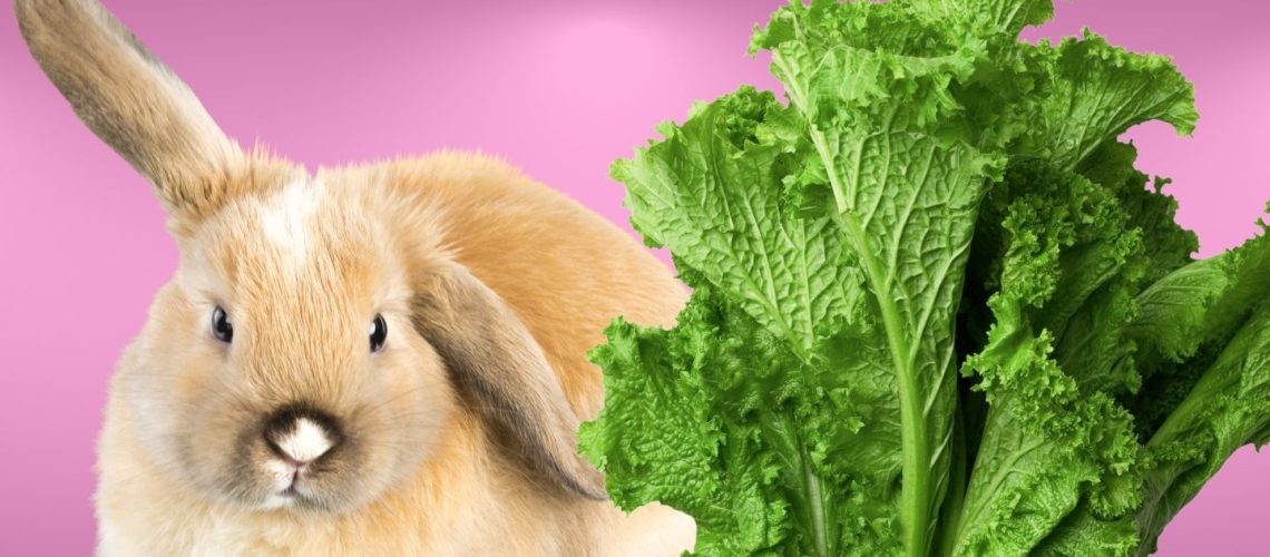 Can Rabbits Eat mustard greens?