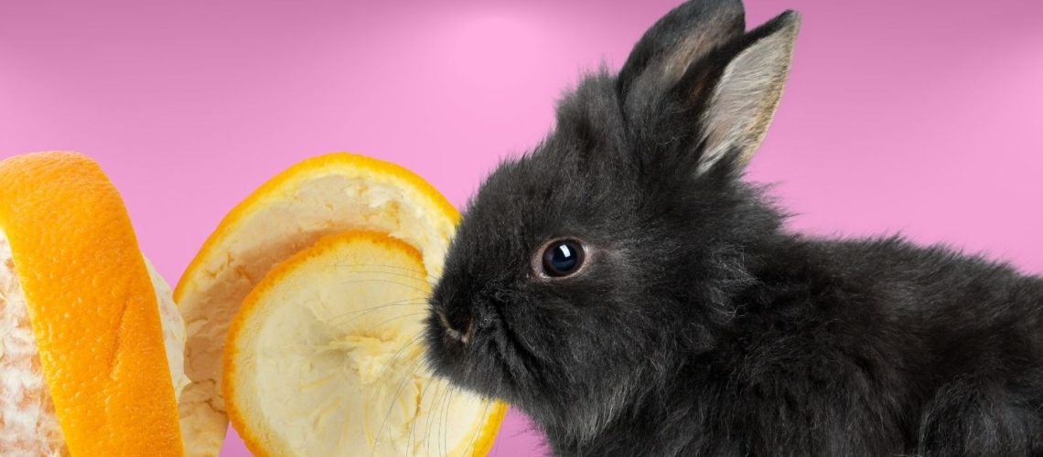 Can Rabbits Eat Orange Peels? The Risks And Dangers