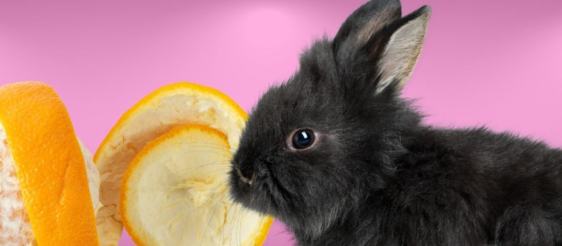 Can Rabbits Eat orange peels?