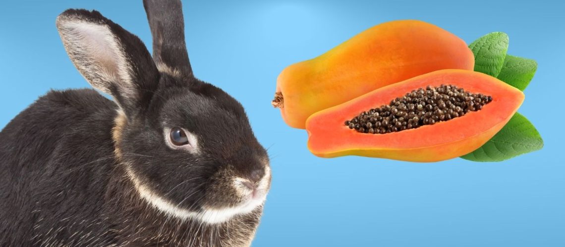 Can Rabbits Eat papaya?
