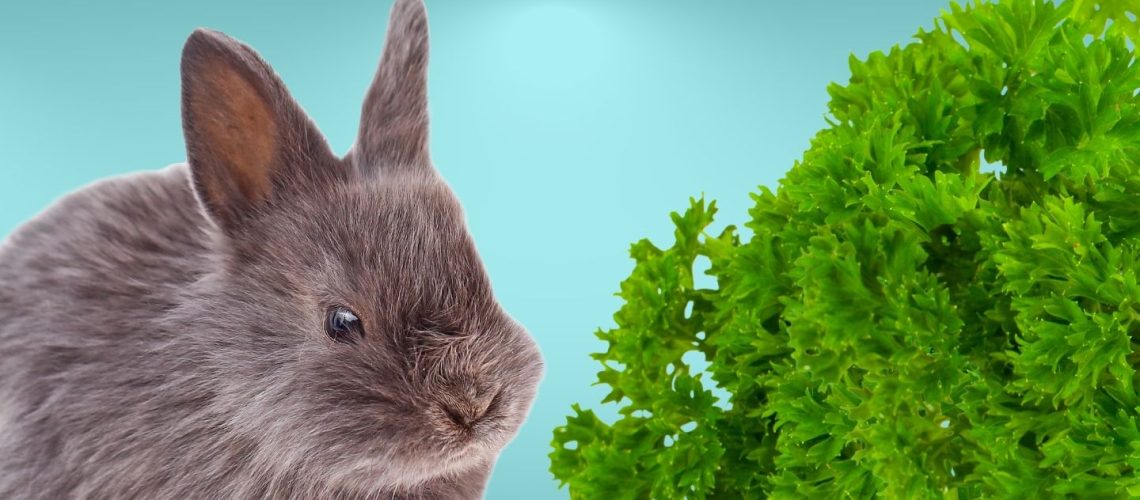 Can Rabbits Eat parsley?