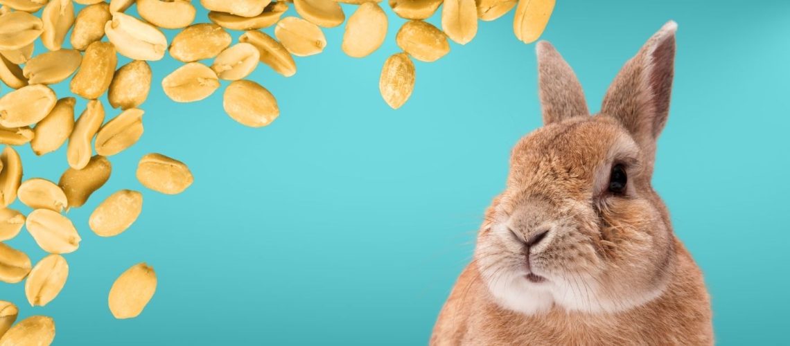 Can Rabbits Eat peanuts?