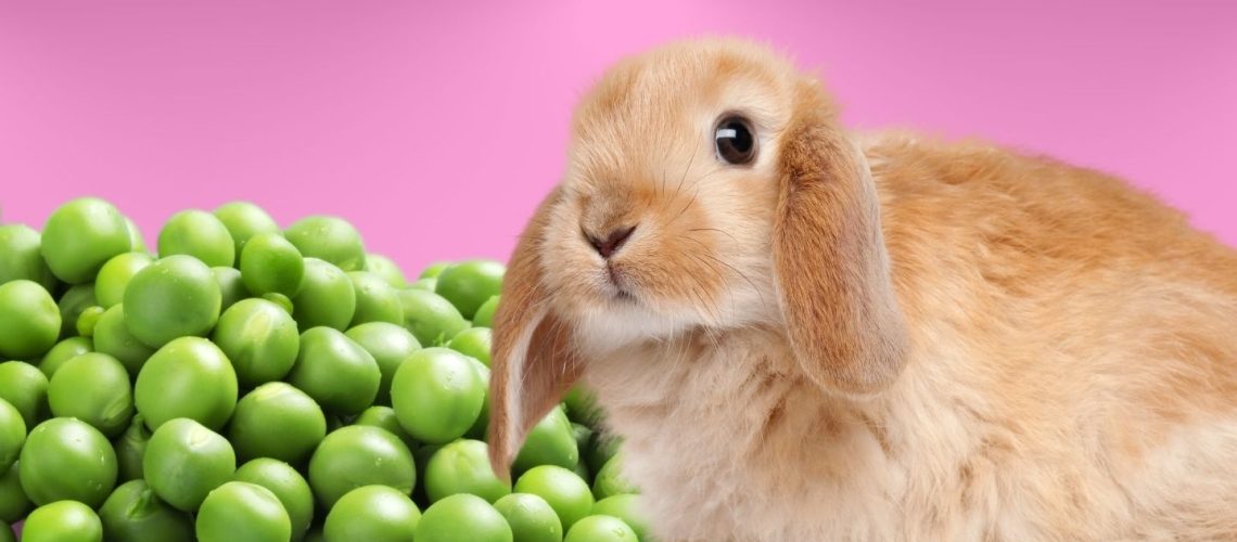 Can Rabbits Eat peas?