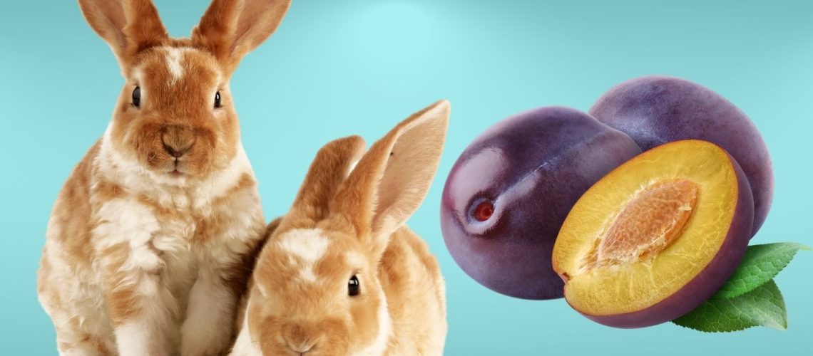 Can Rabbits Eat plums?