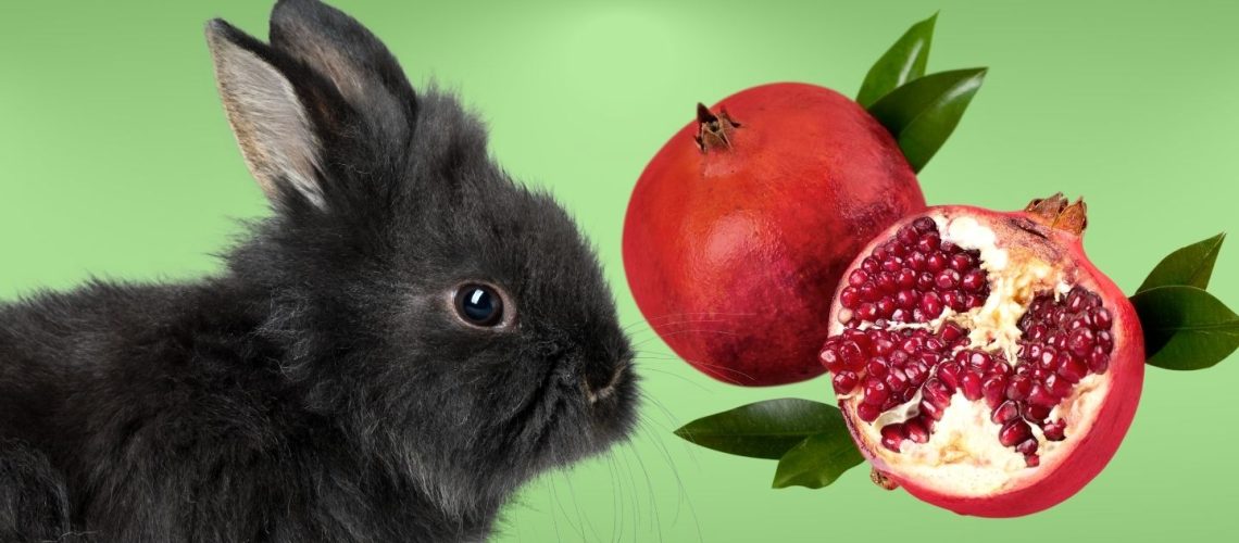 Can Rabbits Eat pomegranate?