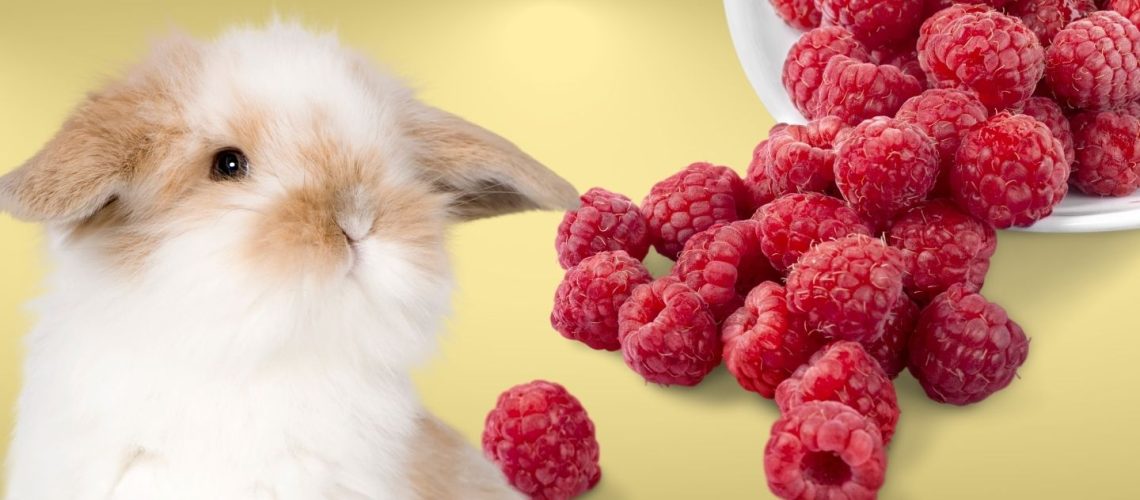 Can Rabbits Eat raspberries?