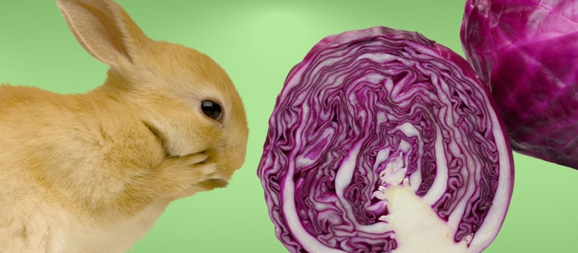 Can rabbits eat red cabbage? A comprehensive guide