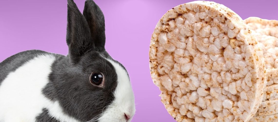 Can Rabbits Eat rice cakes?