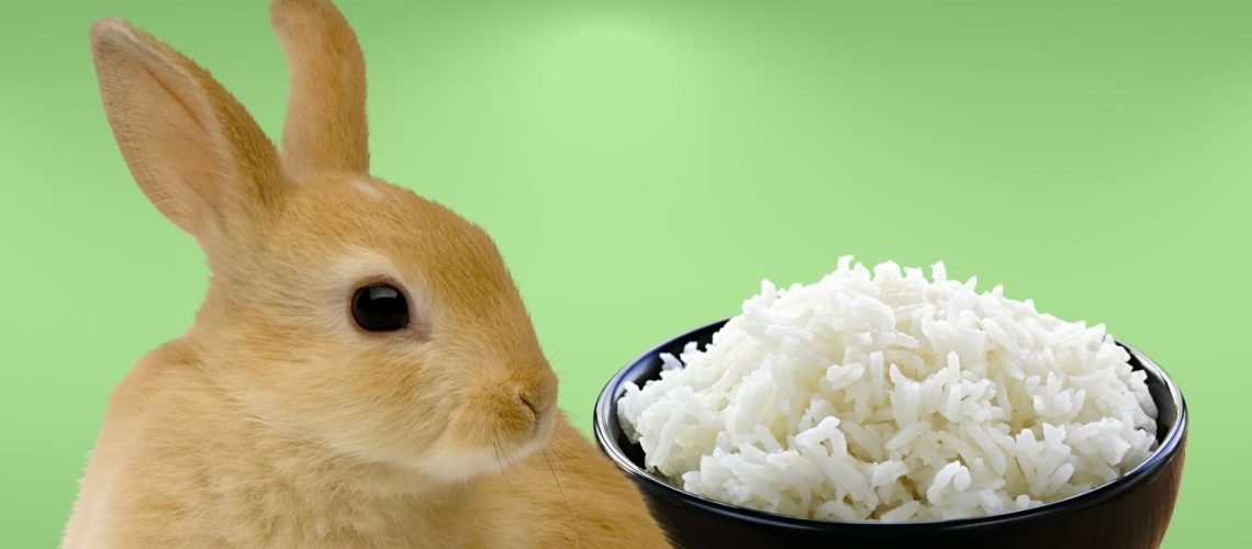 Can Rabbits Eat rice?