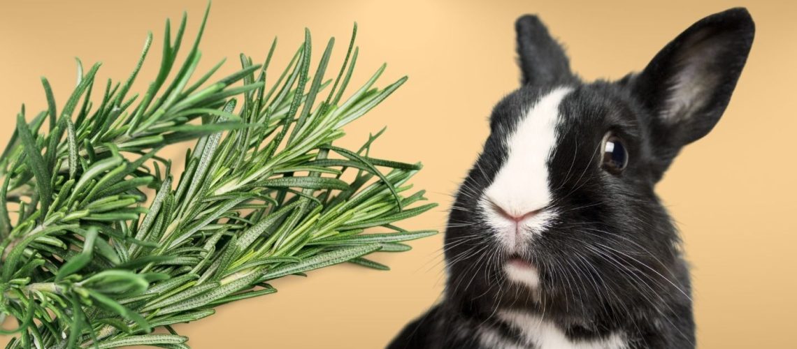 Can Rabbits Eat rosemary?