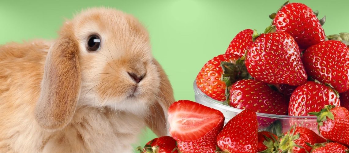 Can Rabbits Eat strawberries?