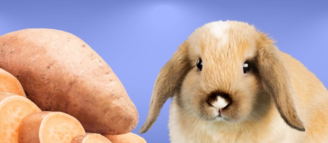 Can Rabbits Eat sweet potatoes?