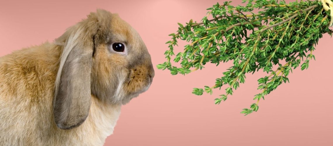 Can Rabbits Eat thyme?