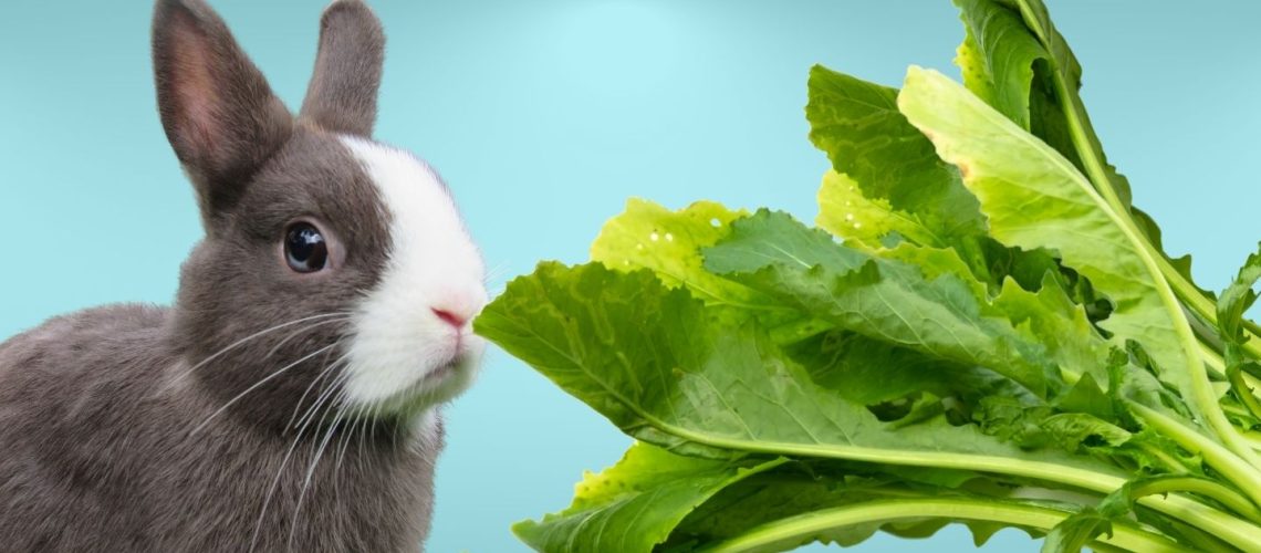 Can Rabbits Eat turnip greens?