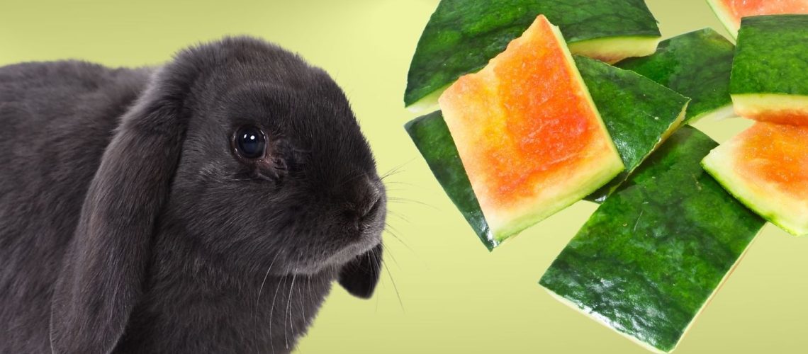 Can Rabbits Eat watermelon rind?